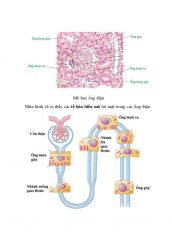 Tế bào học nước tiểu