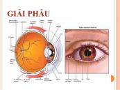 Điện sinh lý mắt: ý nghĩa lâm sàng giá trị kết quả