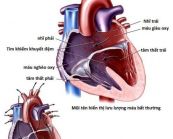 Thông tim cho tim bẩm sinh: ý nghĩa lâm sàng giá trị kết quả
